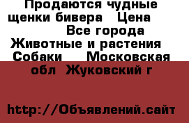 Продаются чудные щенки бивера › Цена ­ 25 000 - Все города Животные и растения » Собаки   . Московская обл.,Жуковский г.